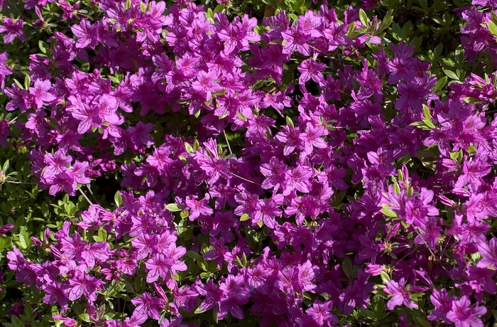 Rhododendron Gable Hybrid 'Herbert' (001007)