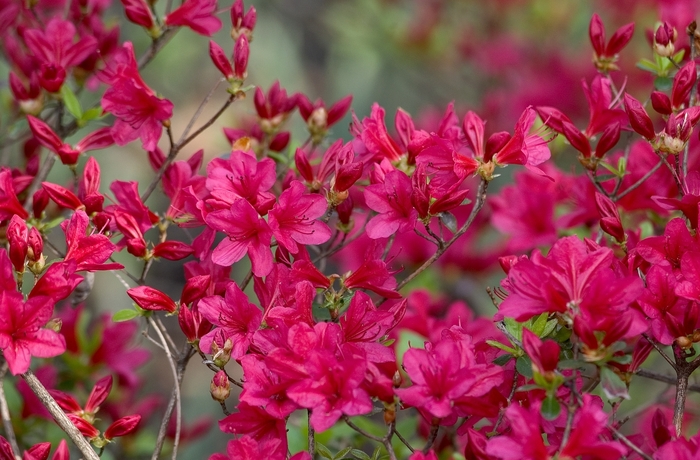 Rhododendron Kurume Hybrid 'Hino-Crimson' (001008)
