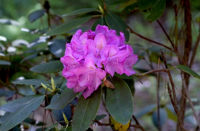 Rhododendron 'Roseum Elegans' (001012)