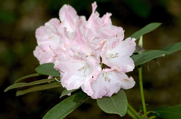 Rhododendron 'Solidarity' (001016)