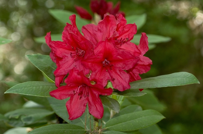 Rhododendron catawbiense 'Vulcans Flame' (001017)