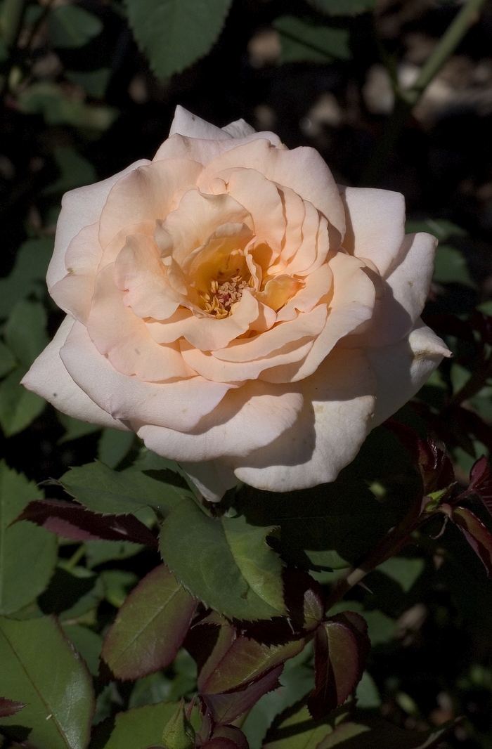 Rosa 'Apricot Nectar' (001024)