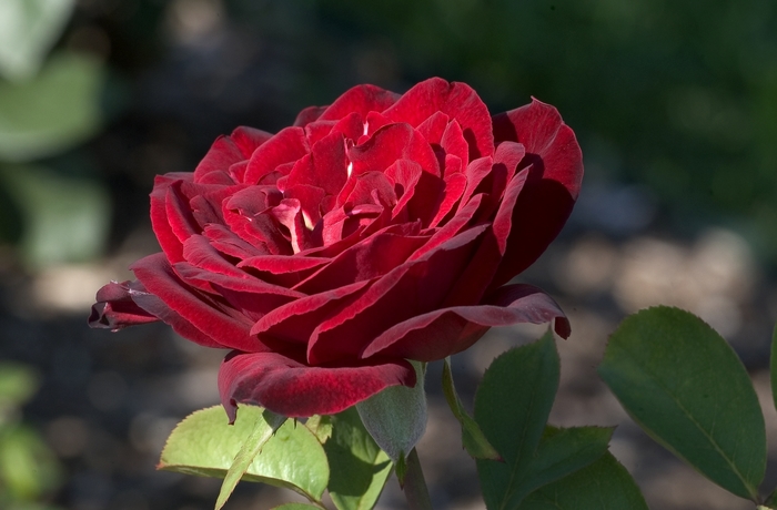 Rosa 'Black Garnet' (001029)