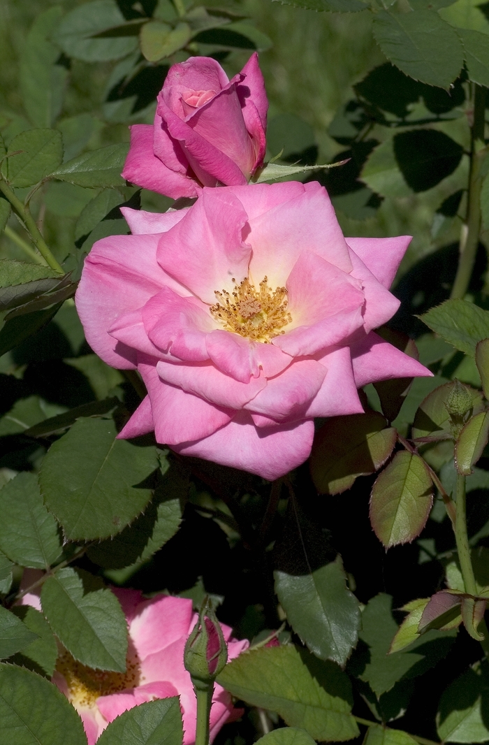Rosa 'Pink Parfait' (001107)