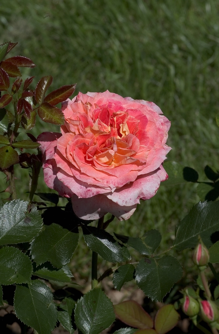 Rosa 'Pure Poetry' (001112)