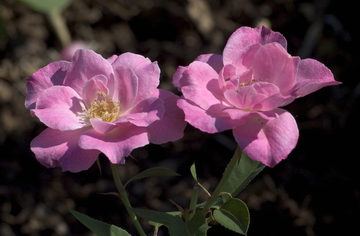 Rosa Simplicity 'Pink' (001121)