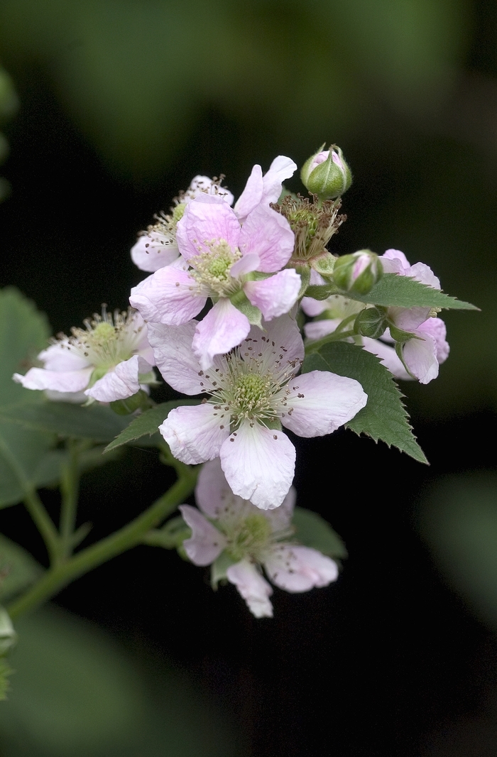 Rubus 'Dirksen Thornless' (001135)