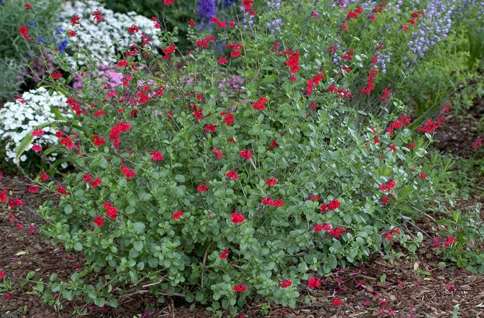 Salvia microphylla 'Red Velvet' (001147)