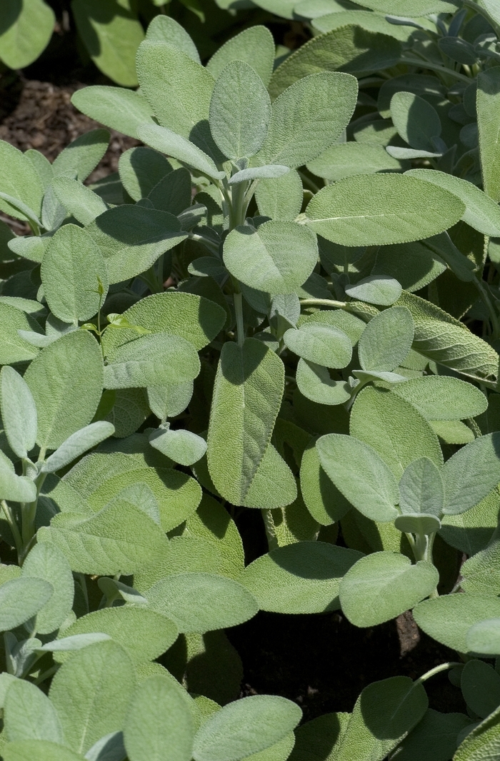 Salvia officinalis 'Berggarten' (001148)