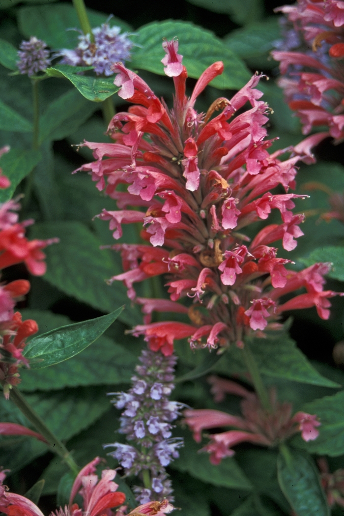 Agastache 'Red Fortune' (001290)