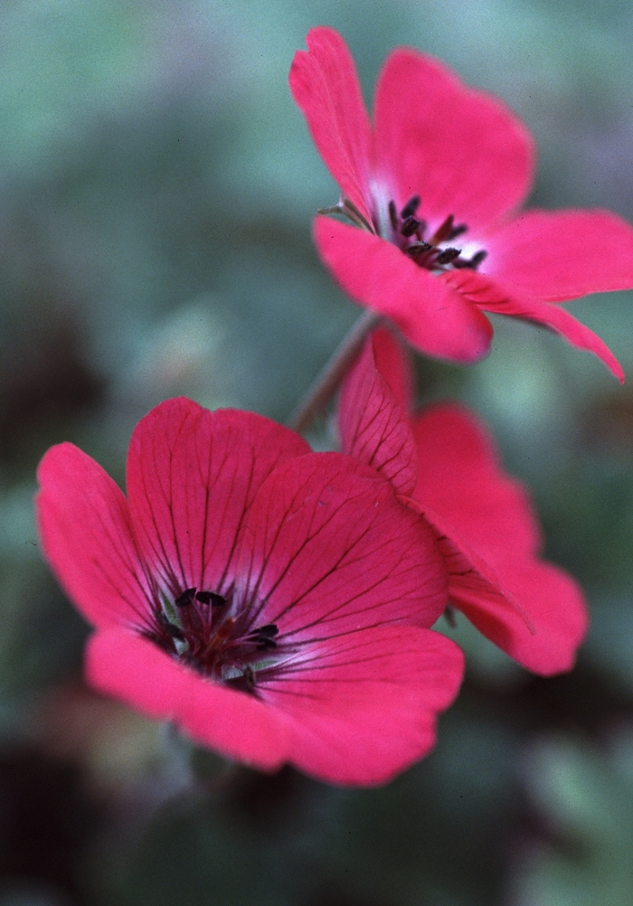 Geranium splendens 'In The Red' (001361)