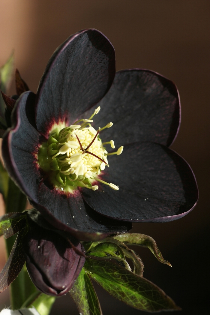 Helleborus orientalis 'Black Purple' (001368)