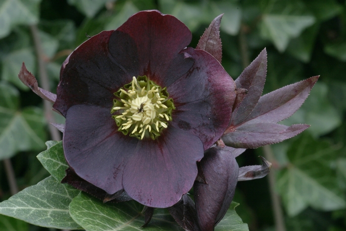 Helleborus orientalis 'Dark Purple' (001369)