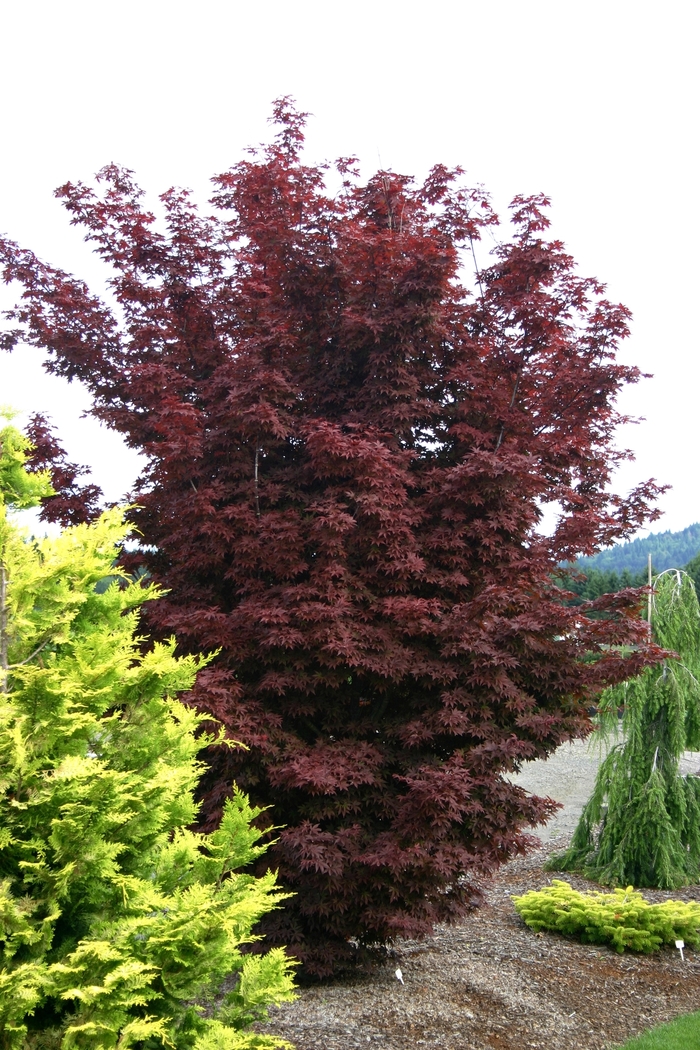 Acer palmatum 'Twombly's Red Sentinel' (001435)