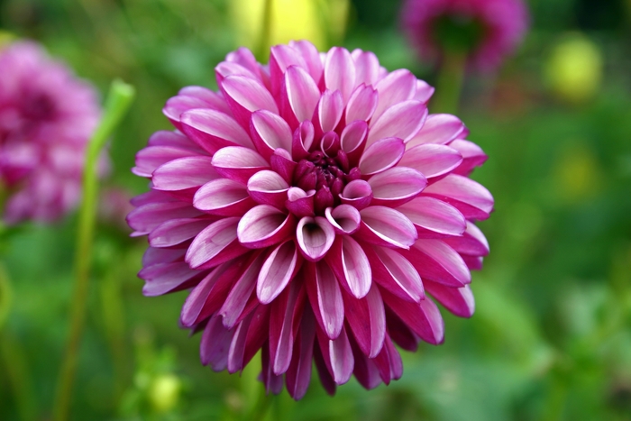 Dahlia 'Hugs N Kisses' Dahlia | Garden Center Marketing