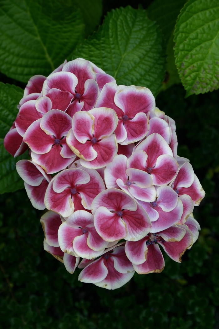 Hydrangea macrophylla 'Lady Taiko Pink' (001504)