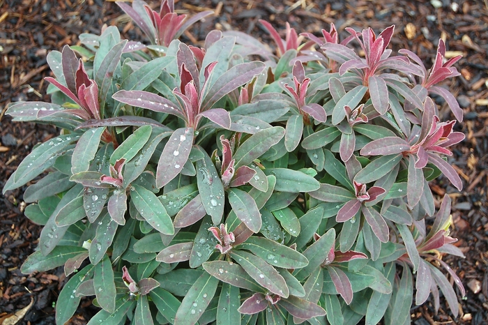 Euphorbia 'Purple Preference' (001564)