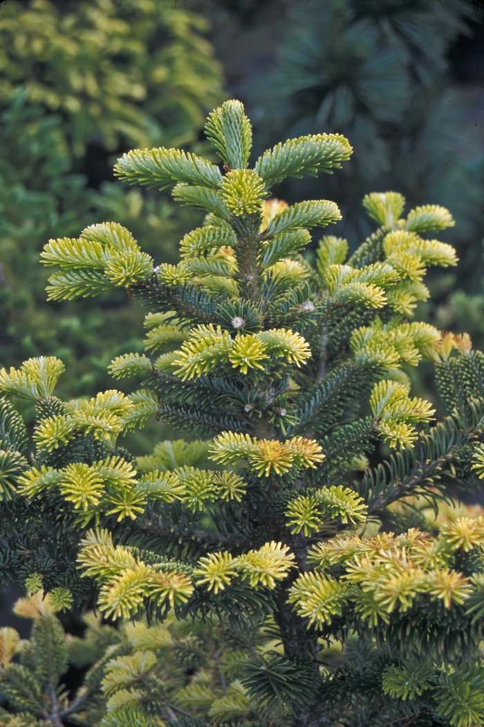Abies nebrodensis 'Sicilian Gold' (001606)