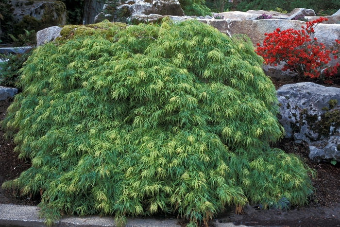 Acer palmatum var. dissectum 'Green Filigree' (001616)