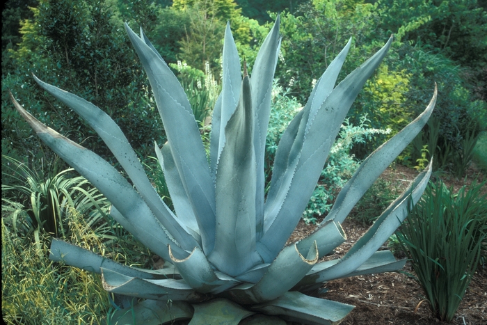 Agave 'Silver Surfer' (001628)