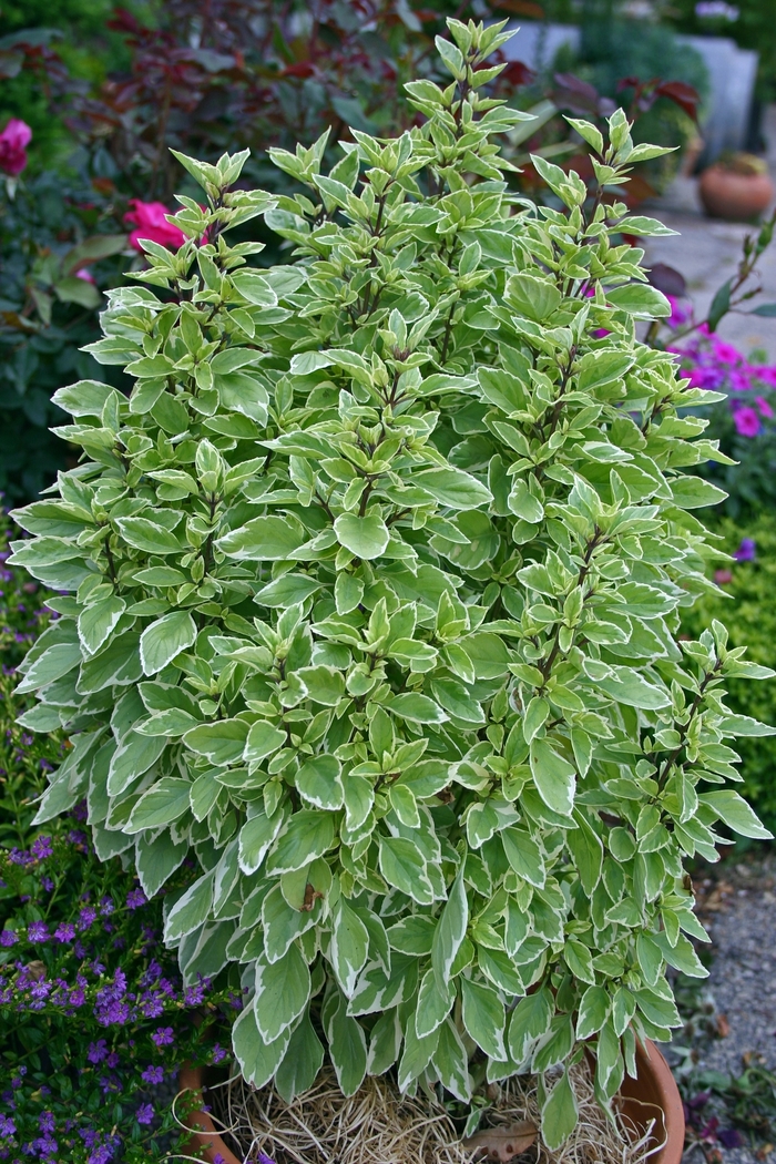 Ocimum basilicum 'Pesto Perpetuo' (001658)