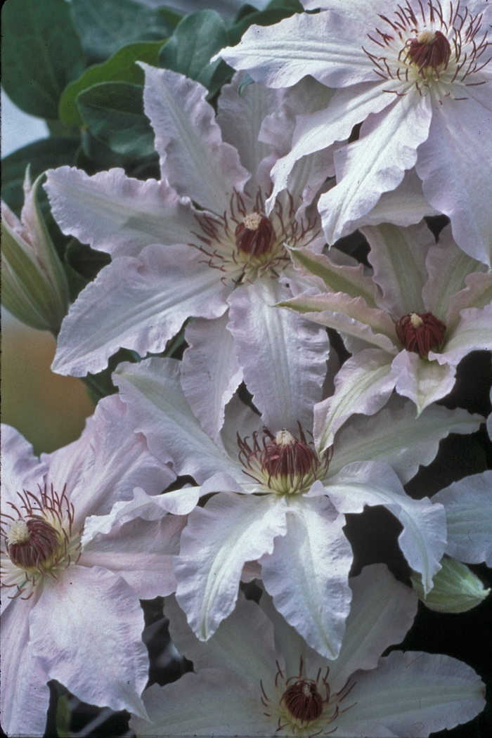 Clematis 'Blue Moon' (001686)