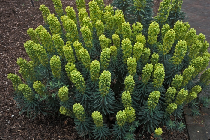 Euphorbia wulfenii 'Lambrook Gold' (001715)