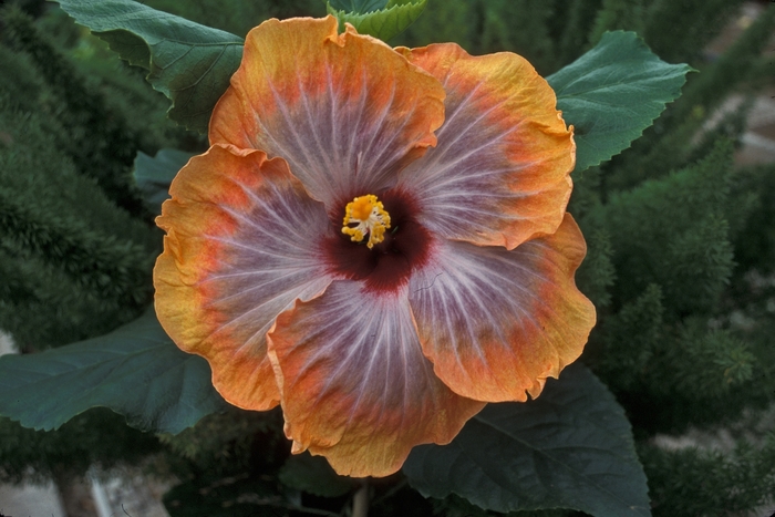 Hibiscus rosa-sinensis 'Fifth Dimension' (001748)