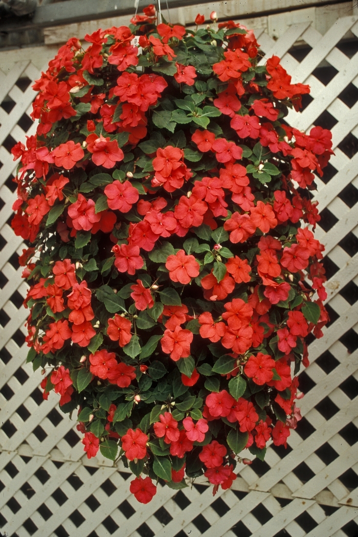 Impatiens 'Red Improved' (001772)
