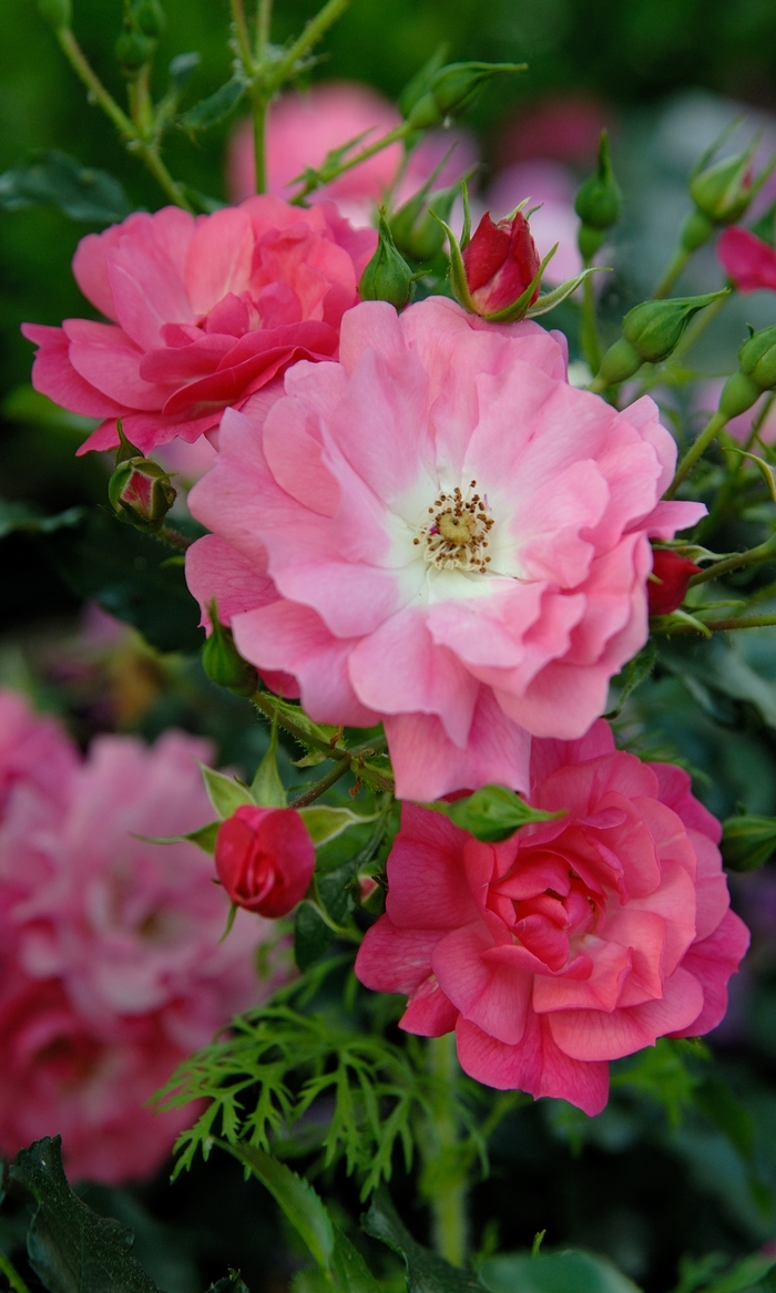 Rosa Flower Carpet® 'Pink' (001804)
