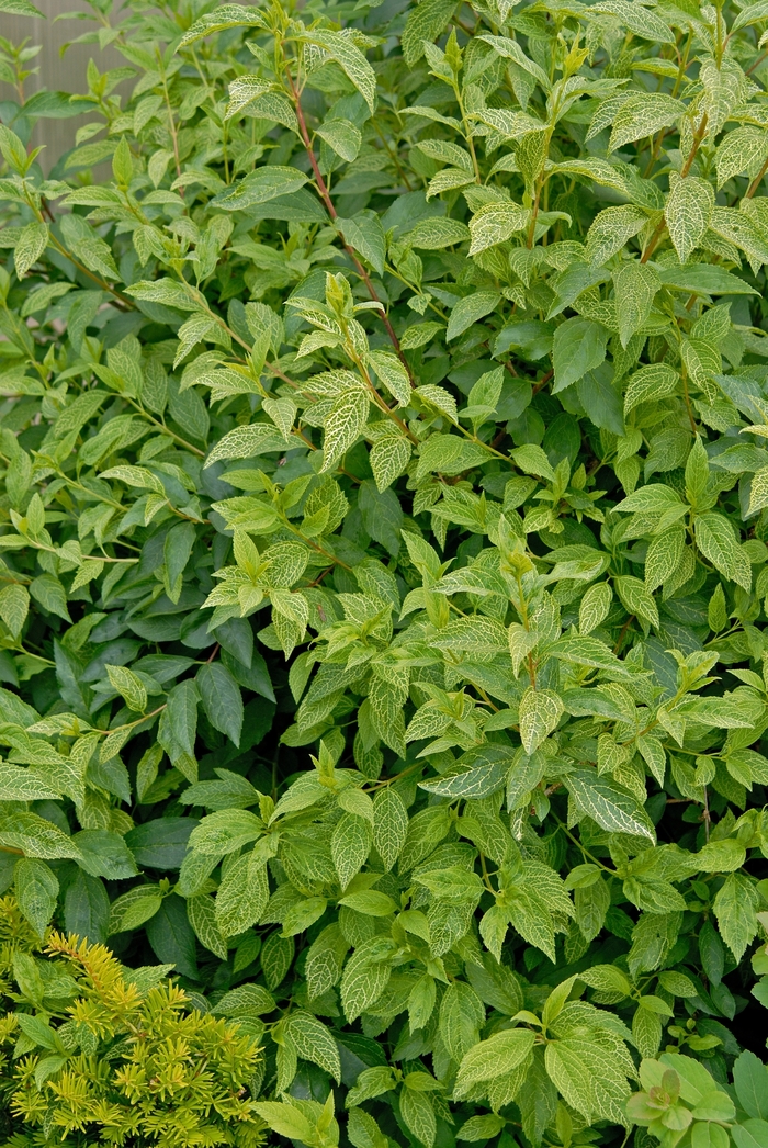 Forsythia viridissima var. koreana 'Kumson' (001811)