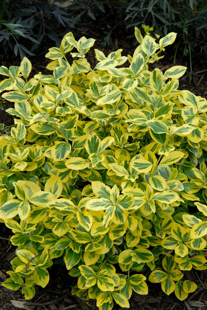 Image of Euonymus japonicus 'Gold Splash' free image