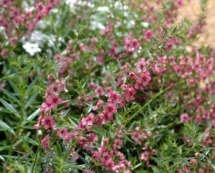 Angelonia angustifolia Carita™ 'Cascade Deep Pink' (001949)