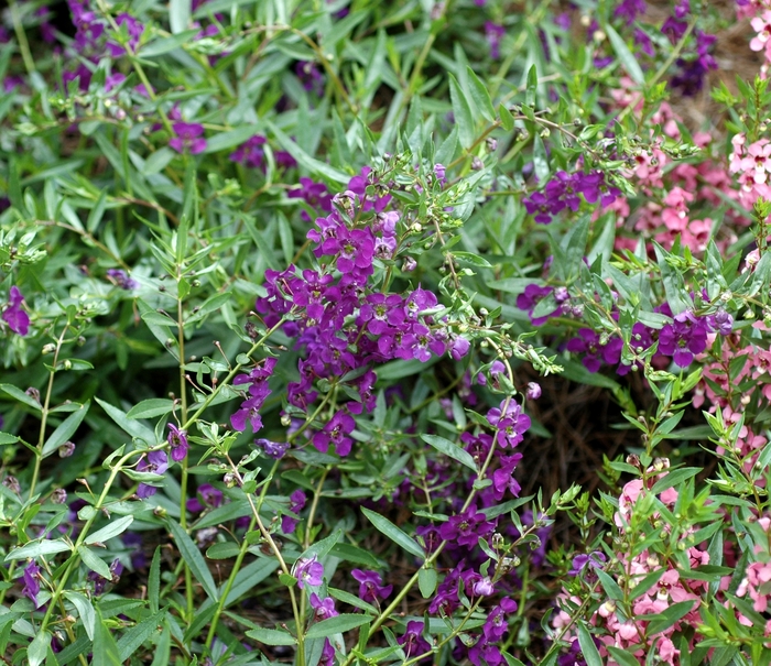 Angelonia angustifolia Carita™ 'Cascade Deep Purple' (001950)