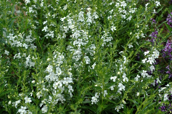 Angelonia angustifolia Carita™ 'Cascade White' (001951)