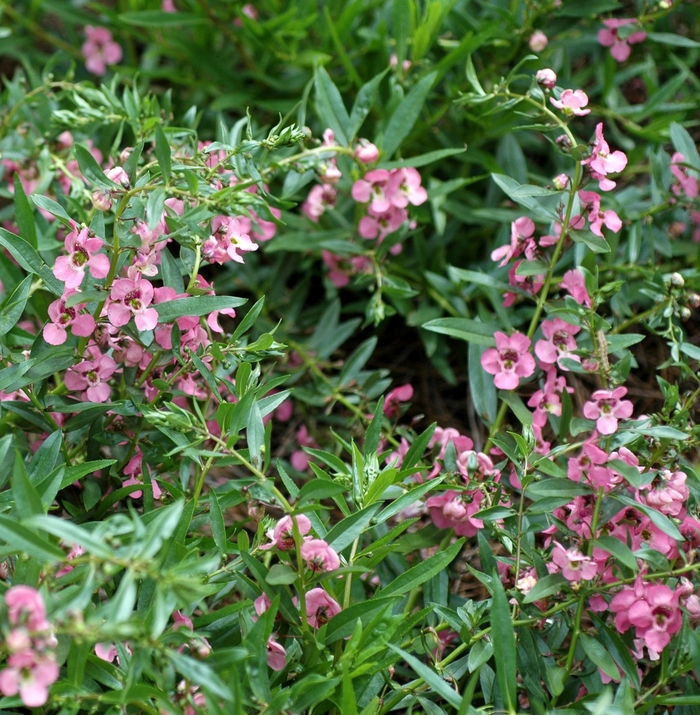 Angelonia angustifolia Carita™ 'Deep Pink' (001952)