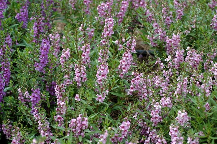 Angelonia angustifolia Serena® 'Lavender' (001954)