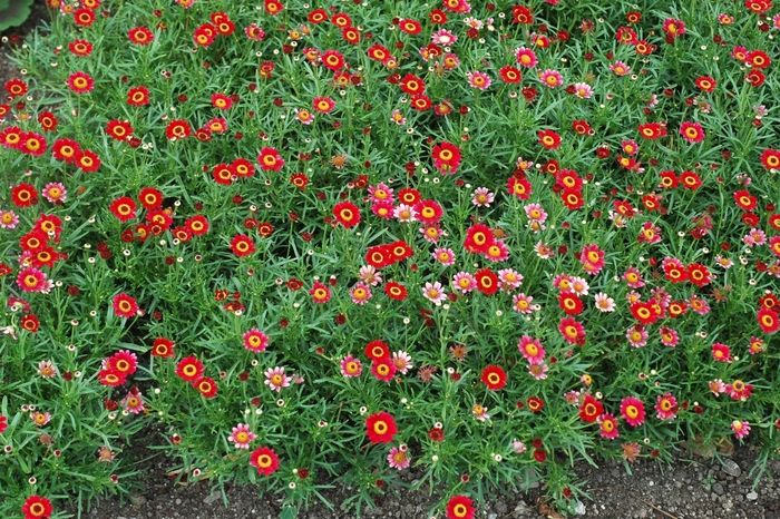 Argyranthemum frutescens Madeira™ 'Santana' (001979)