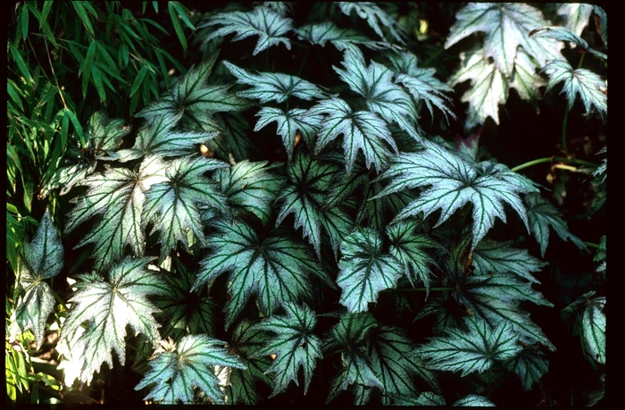 Begonia 'Connie Boswell' Rhizomatous Begonia from Garden Center Marketing