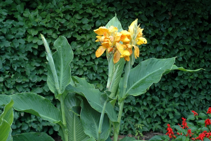 Canna x generalis 'Picasso' (002156)