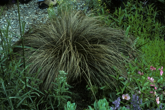 Carex comans 'Bronze Form' Leatherleaf from Garden Center Marketing