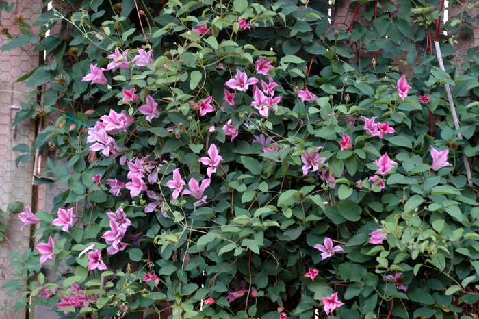 Clematis texensis 'Duchess of Albany' (002217)