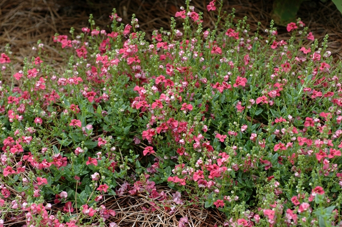 Diascia Flying Colors® 'Trailing Red' (002348)