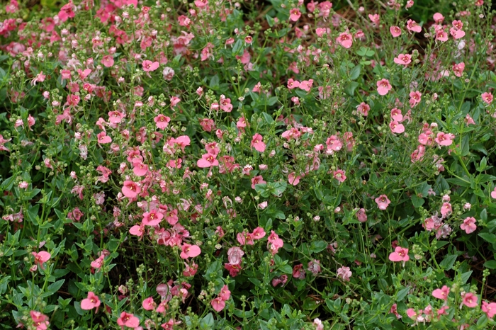 Diascia Diamonte 'Coral Rose' (002354)