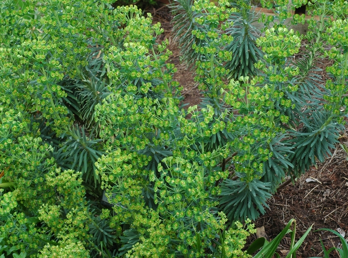 Euphorbia characias 'Black Pearl' (002450)