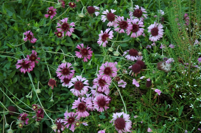 Image of Gaillardia purple annuals