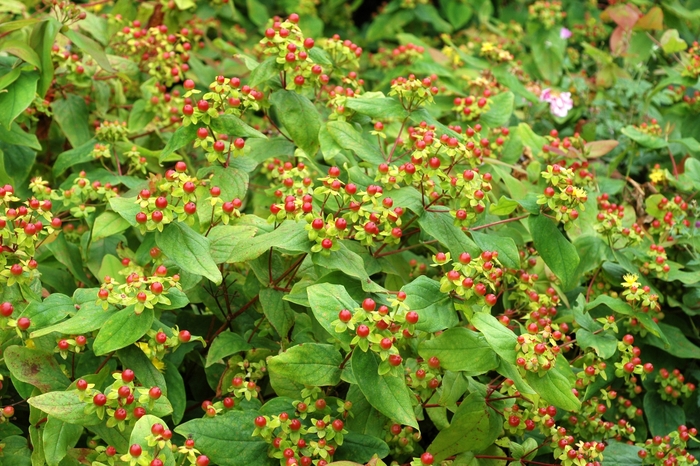 Hypericum x inodorum 'Elstead' St John's wort from Garden Center Marketing