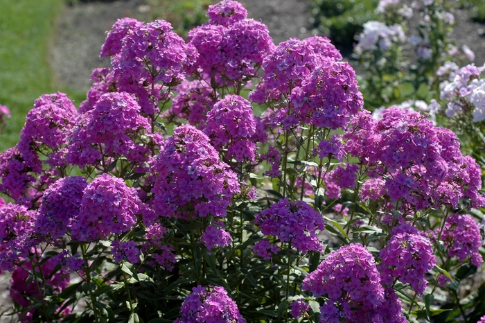 Phlox x arendsii 'Hesperis' Garden Phlox | Garden Center Marketing