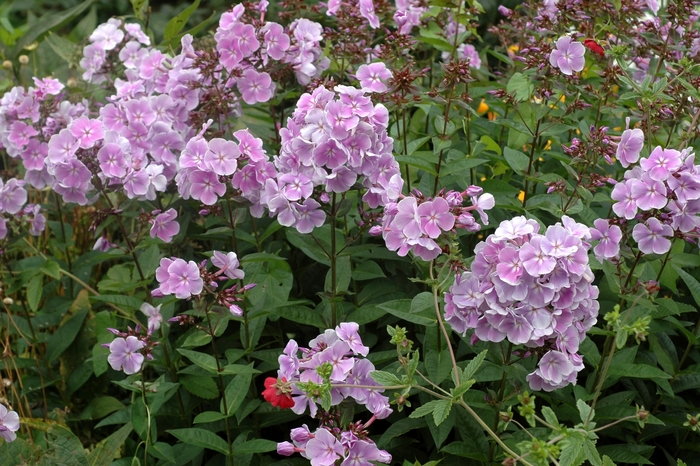 Phlox Paniculata Jill Green Garden Phlox Garden Center Marketing