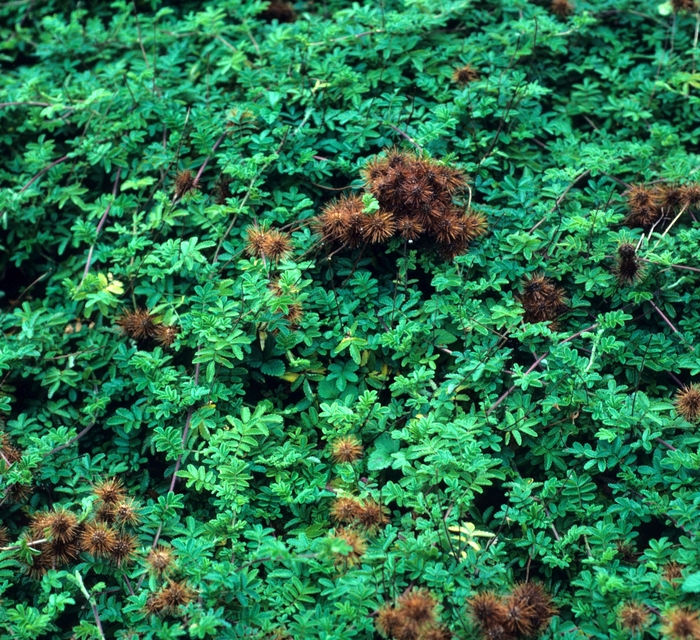 Acaena ovalifolia '' (003244)